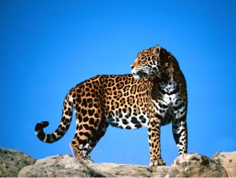 leopard.jpg